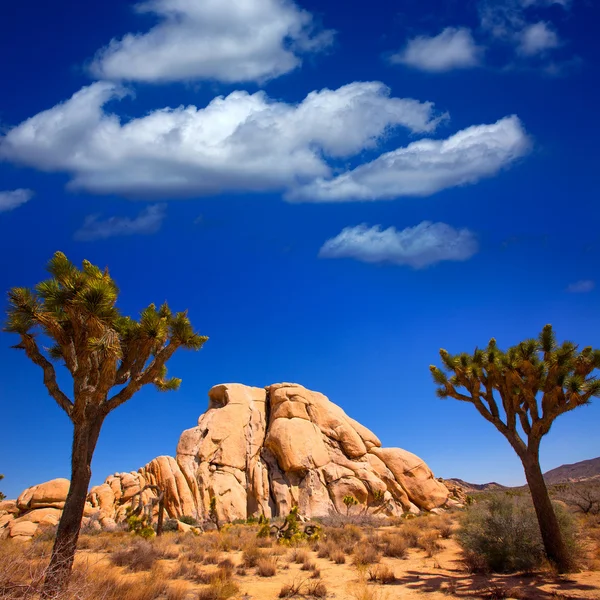 ジョシュア ツリー国立公園ユッカ バレー モハーベ砂漠、カリフォルニア — ストック写真