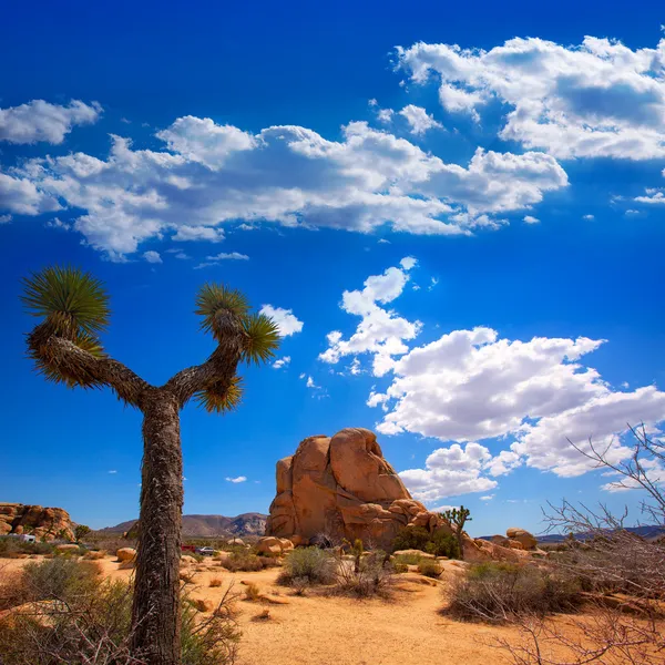 Joshua tree national park yucca valley mohave desert Kalifornii — Stock fotografie