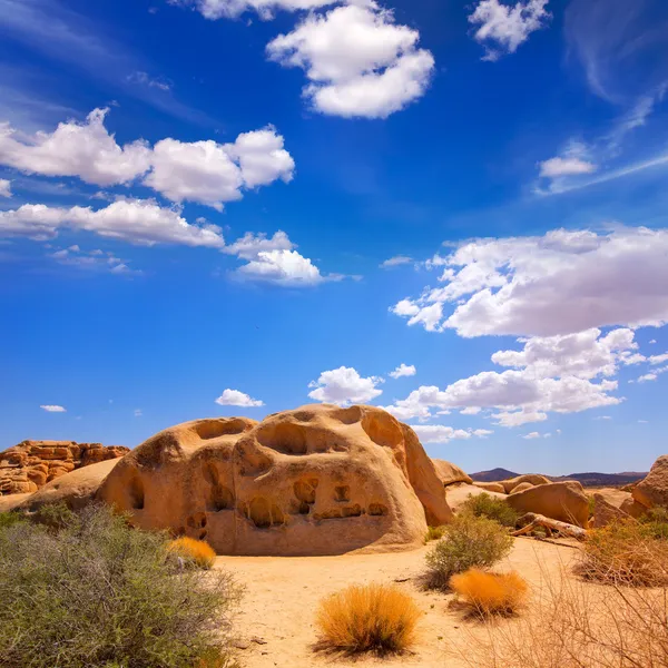 Joshua Tree National Park Yucca Valley in Mohave California — Stock Photo, Image