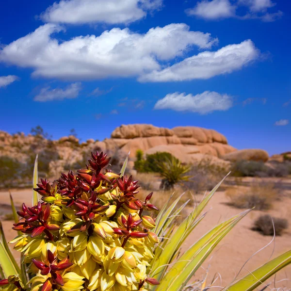 Yucca brevifolia fleurs dans le parc national Joshua Tree — Photo