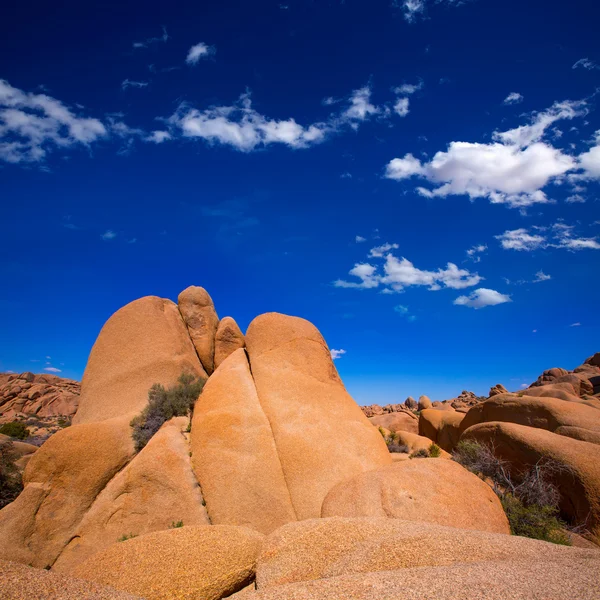 Schedel rots in joshua tree national park mohave Californië — Stockfoto