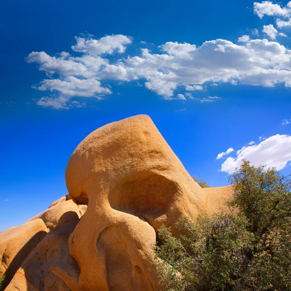 Schedel rots in joshua tree national park mohave Californië — Stockfoto