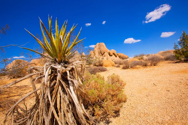 Parc national Joshua Tree Yucca Valley Californie — Photo