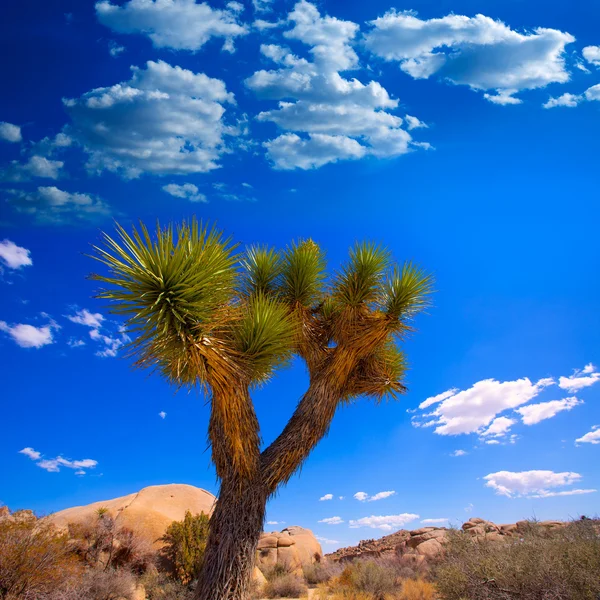 Joshua δέντρο εθνικό πάρκο yucca valley στην Καλιφόρνια — Φωτογραφία Αρχείου