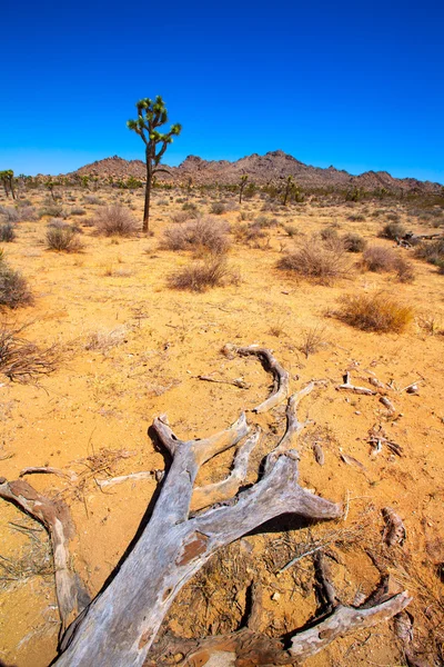 Joshua δέντρο εθνικό πάρκο yucca κοιλάδα έρημο mohave Καλιφόρνια — Φωτογραφία Αρχείου