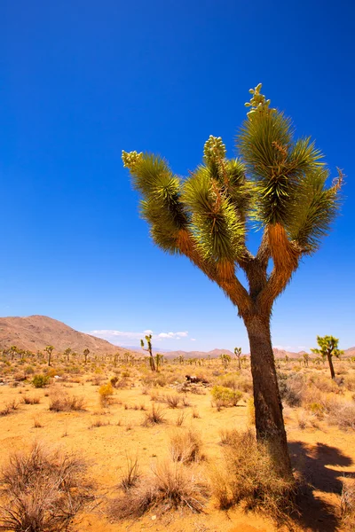 Joshua tree nationalpark yucca tal mohave wüste kalifornien — Stockfoto