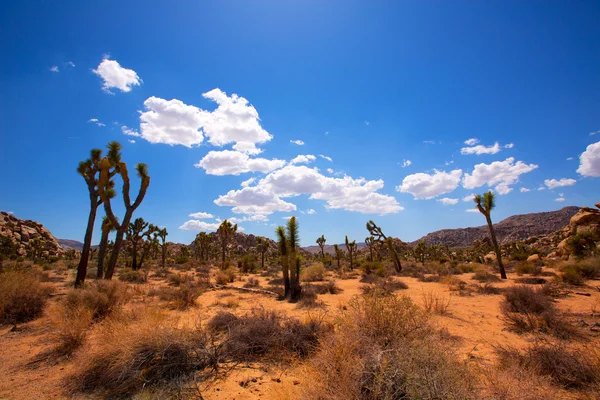 Джошуа дерева Національний парк Юкка Долина пустелі Мохаве Каліфорнії — стокове фото