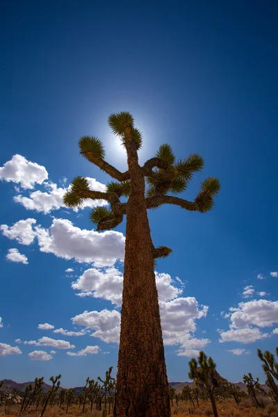 Joshua Tree National Park Yucca Valley Desierto de Mohave California —  Fotos de Stock