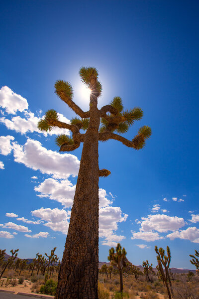 Joshua Tree National Park Yucca Valley Mohave desert California