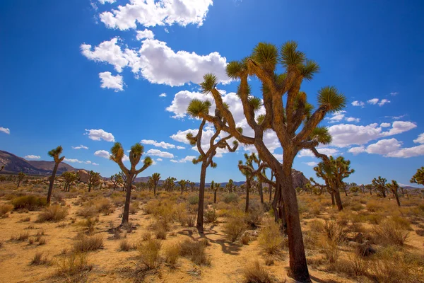 Joshua δέντρο εθνικό πάρκο yucca κοιλάδα έρημο mohave Καλιφόρνια — Φωτογραφία Αρχείου