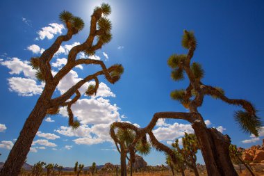 Maltepe Milli Parkı yucca valley mohave desert Kaliforniya