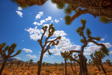 Maltepe Milli Parkı yucca valley mohave desert Kaliforniya