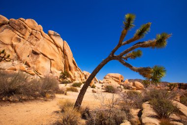 Maltepe Milli Parkı yucca valley mohave desert Kaliforniya