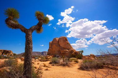 Maltepe Milli Parkı yucca valley mohave desert Kaliforniya