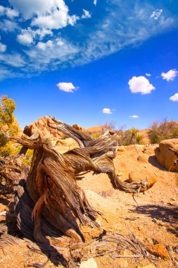 Joshua tree national park yucca vadide mohave desert California'dan