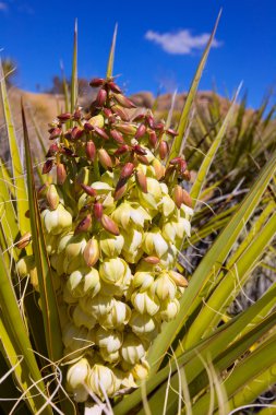Yucca brevifolia flowers in Joshua Tree National Park clipart