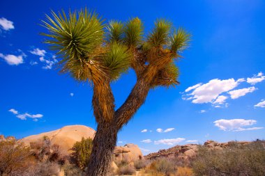 Joshua Tree National Park Yucca Valley California