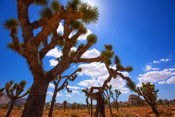 Joshua tree national park yucca valley mohave woestijn Californië — Stockfoto