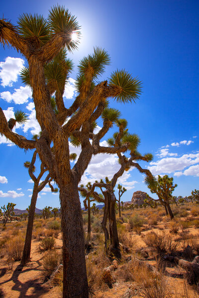 Joshua Tree National Park Yucca Valley Mohave desert California