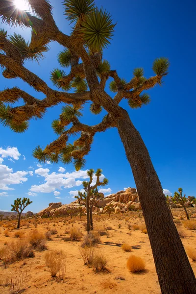 조슈아 트리 국립 공원 유카 밸리 모하비 사막 캘리포니아 — 스톡 사진