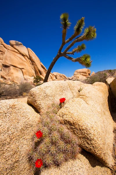 Orange Mohave Mound Cactus Flowers in Joshua Tree — Stock Photo, Image