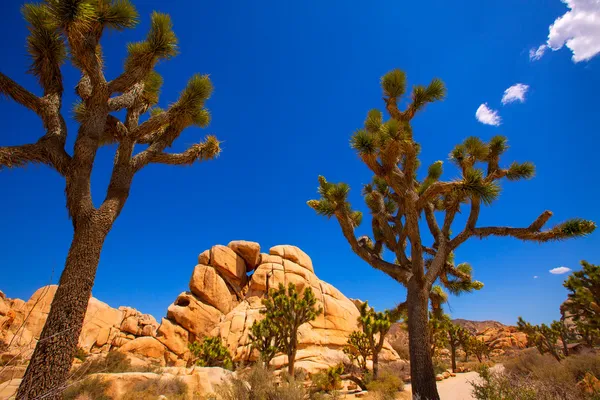 Maltepe Milli Parkı yucca valley mohave desert Kaliforniya — Stok fotoğraf