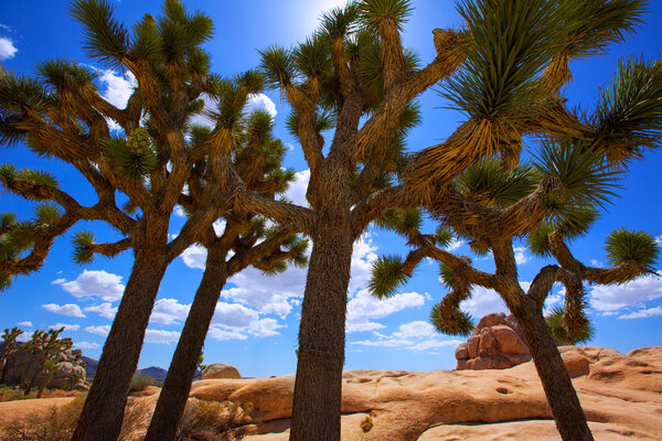 Joshua Tree National Park Yucca Valley Mohave desert California