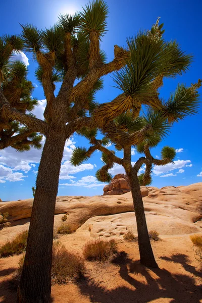 Joshua tree national park yucca valley mohave woestijn Californië — Stockfoto