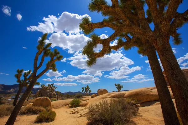 Maltepe Milli Parkı yucca valley mohave desert Kaliforniya — Stok fotoğraf