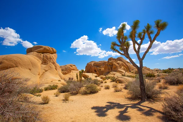Joshua tree nationalpark jumbo rocks yucca tal wüste califo — Stockfoto