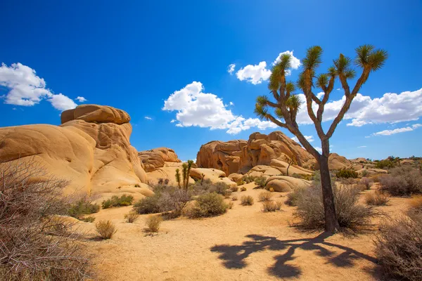 Parco Nazionale del Joshua Tree Jumbo Rocks Valle dello Yucca Deserto Califo — Foto Stock