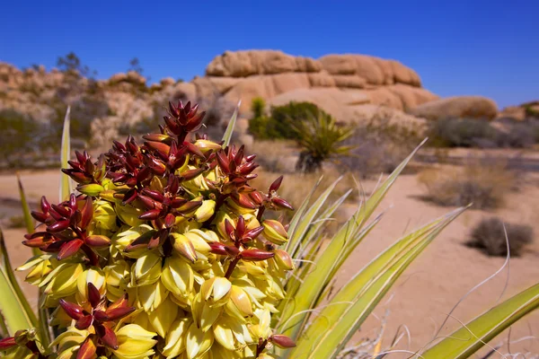 Yucca brevifolia fleurs dans le parc national Joshua Tree — Photo