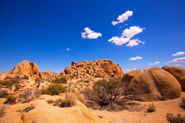 Schedel rots in joshua tree national park mohave Californië — Stockfoto