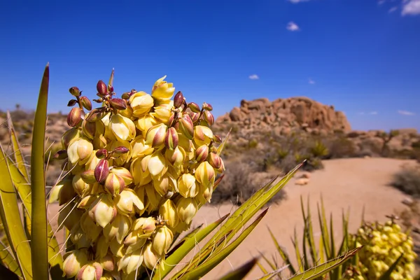Yucca brevifolia fleurs dans le parc national Joshua Tree — Photo
