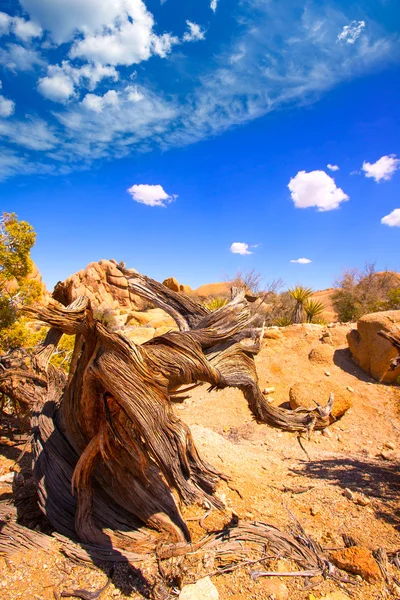 约书亚树国家公园丝兰谷在莫哈维沙漠 californ — 图库照片