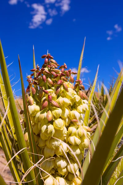 Yucca brevifolia kwiaty w park narodowy joshua tree — Zdjęcie stockowe