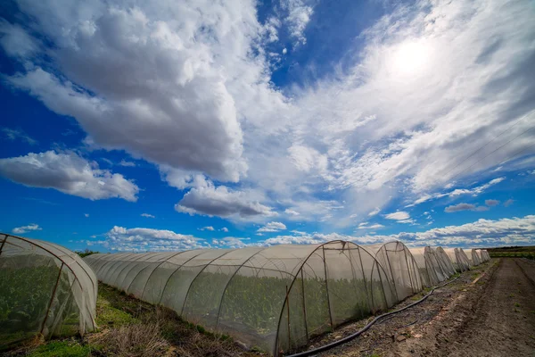 Greenhouse with chard vegetables under dramatic blue sky — Stock Photo, Image