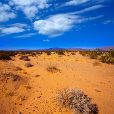 Mohave desert Kaliforniya yucca Valley