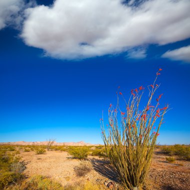 mohave Desert Ocotillo fouquieria splendens kırmızı çiçekler
