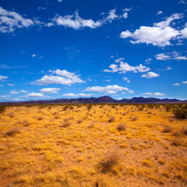 Η έρημος Mohave στην Καλιφόρνια κοιλάδα yucca — Φωτογραφία Αρχείου