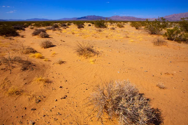 Desierto de Mohave en California Yucca Valley —  Fotos de Stock