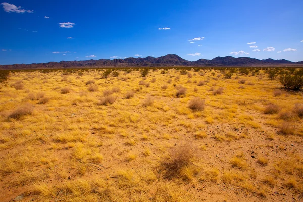 A kaliforniai yucca valley Mohave sivatagban — Stock Fotó