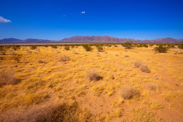 Desierto de Mohave en California Yucca Valley — Foto de Stock