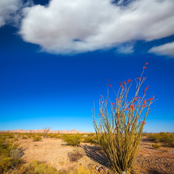 Ocotillo Fouquieria splendens red flowers in Mohave desert — Stock Photo, Image