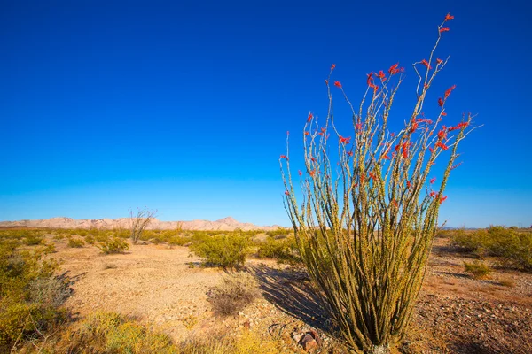 Ocotillo fouquieria splendens rote Blumen in der Wüste Mohave — Stockfoto