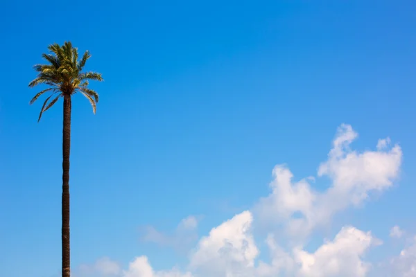 Palm tree Washingtonia California style on blue sky — Stock Photo, Image