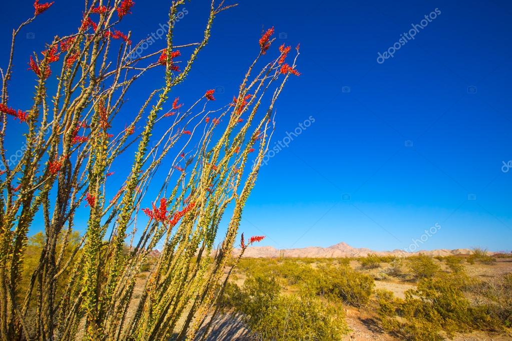 Ocotillo Fouquieria resplandece con flores rojas en el desierto de