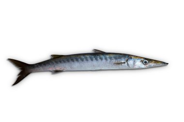 Barracuda üzerinde beyaz izole sphyraena balık