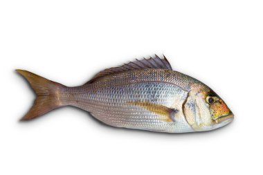 Dentex Dentex fish sparidae from Mediterranean sea clipart