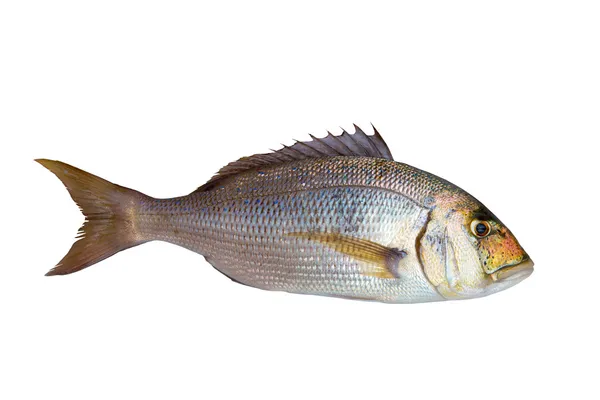 Dentex dentex vis sparidae van Middellandse Zee — Stockfoto